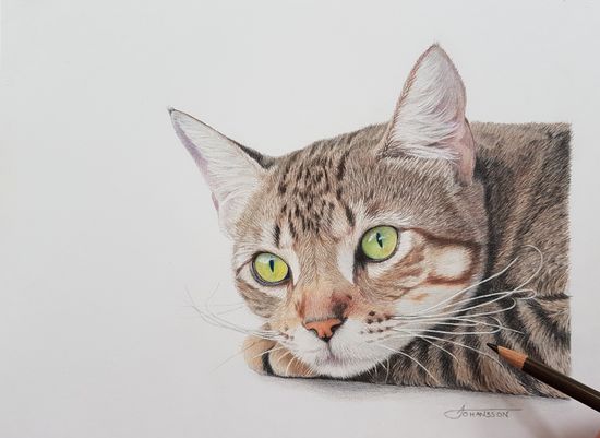 Brindle cat colored pencil drawing