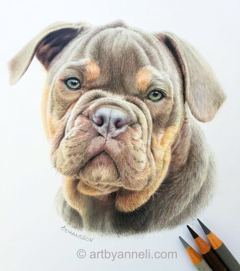 Bulldog colored pencil drawing