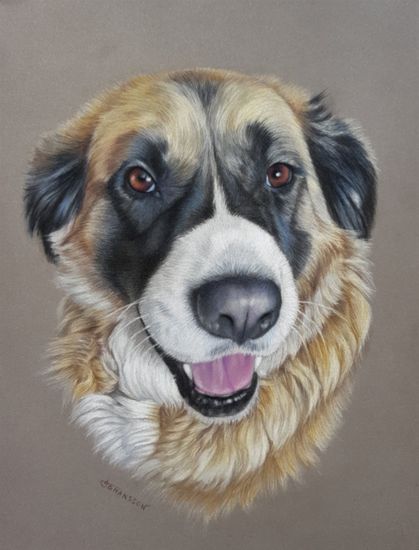 St bernard mix dog colored pencil drawing