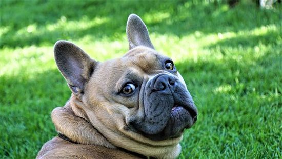 cute bulldog photo