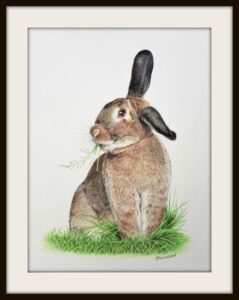 Bunny drawing