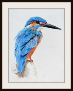 Kingfisher bird drawing