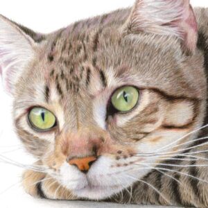Brindle cat colored pencil drawing