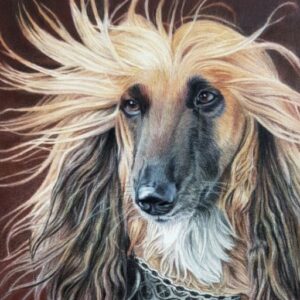 An afghan hound drawing