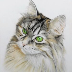 Cat colored pencil drawing