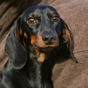 Black Dachshund