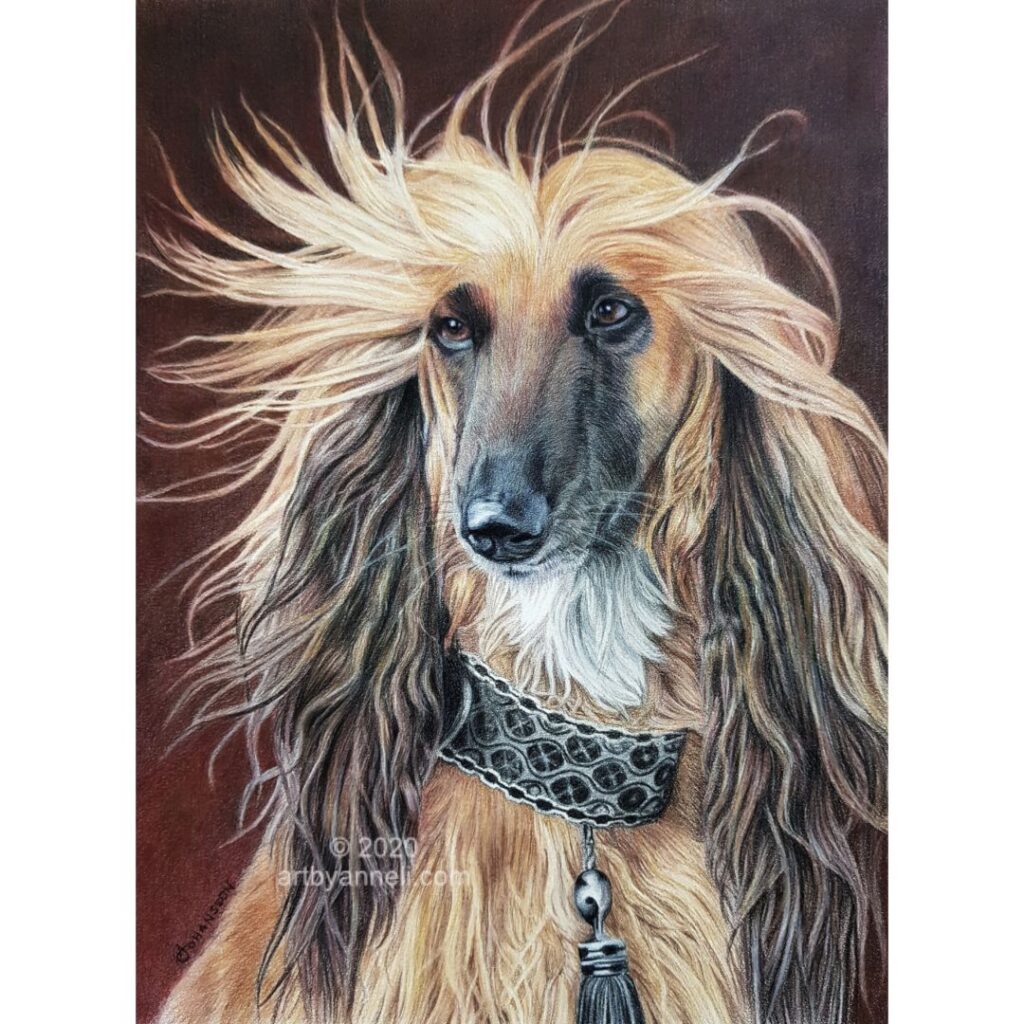 Afghan hound colored pencil drawing