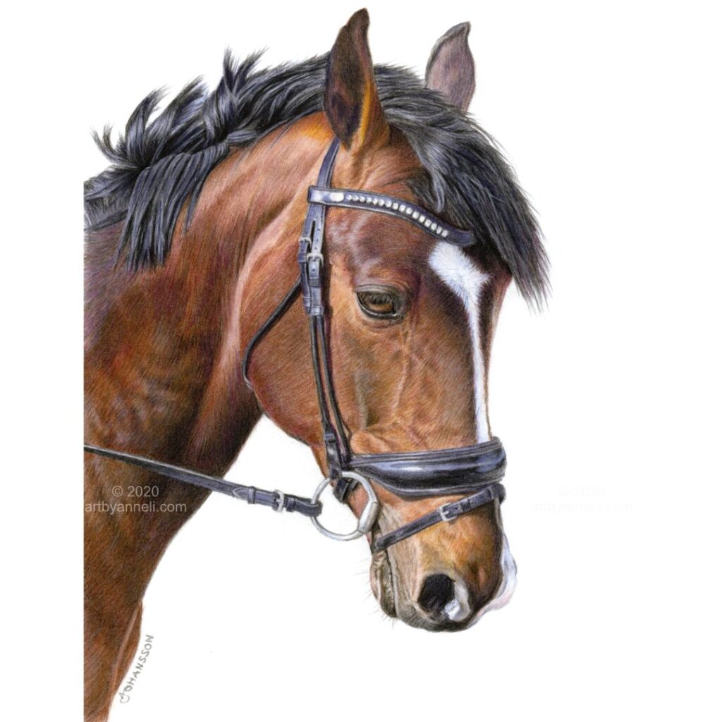 A bay horse drawing by anneli johansson