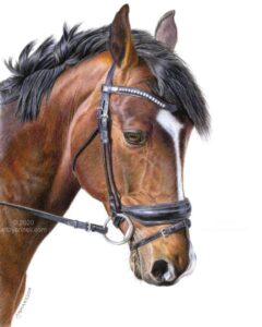 Bay horse colored pencil drawing