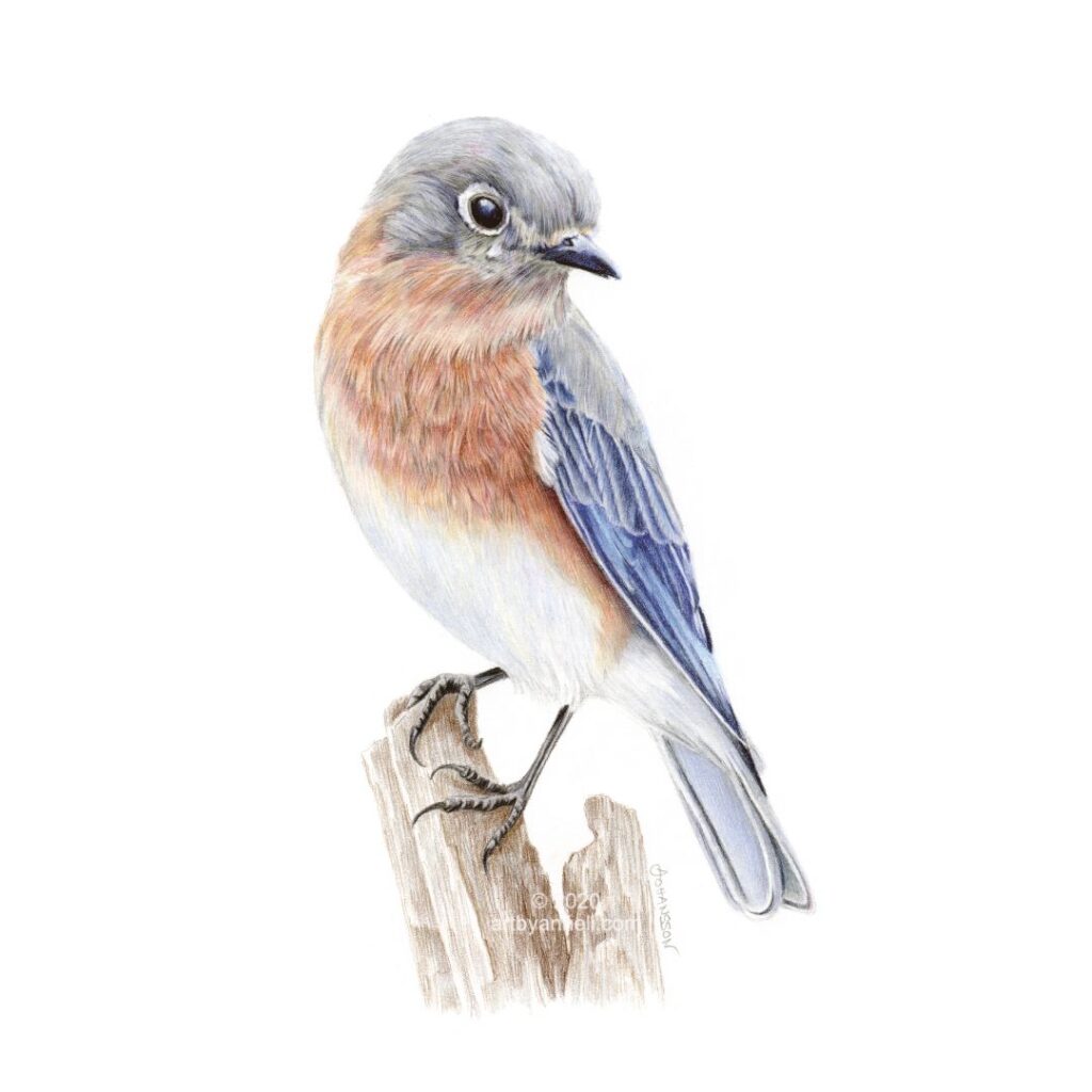 A bluebird drawing by anneli johansson