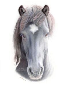 Blue horse colored pencil drawing