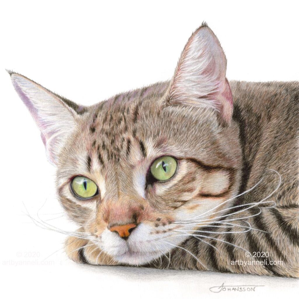 A commission drawing of a brindle cat by anneli johansson