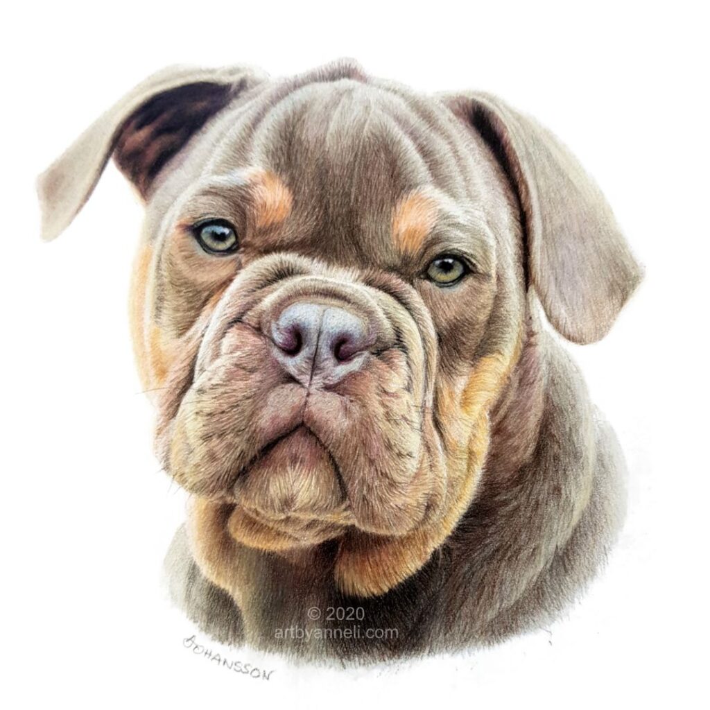 A commission drawing of a bulldog by anneli johansson