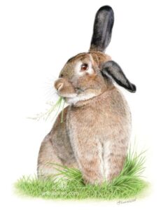 Bunny colored pencil drawing