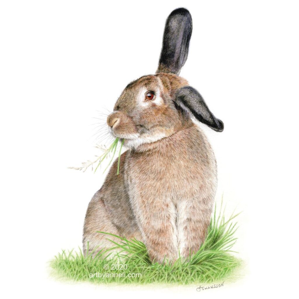 A drawing of a bunny by anneli johansson