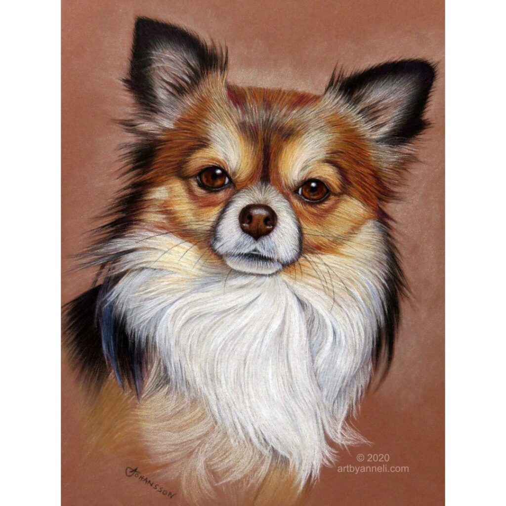 A chihuahua drawing by anneli johansson