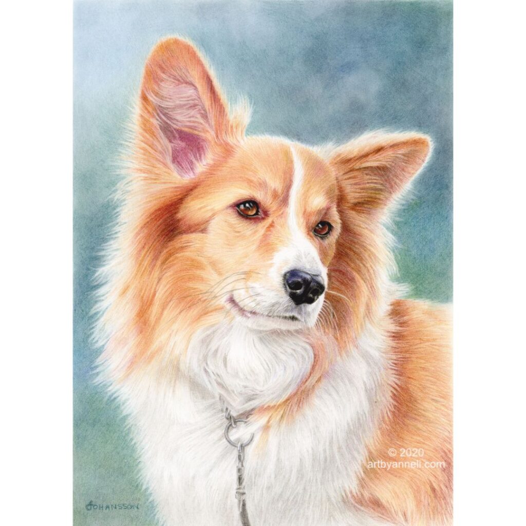 A corgi drawing by anneli johansson