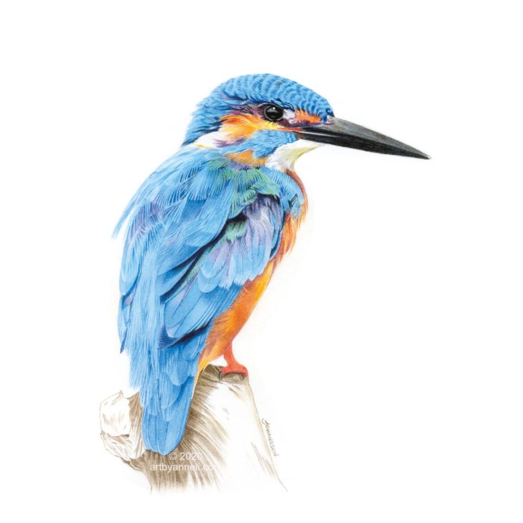 A kingfisher bird drawing by anneli johansson
