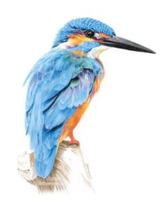 Kingfisher colored pencil drawing
