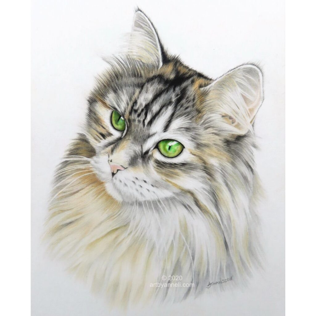 A long haired cat drawing by anneli johansson