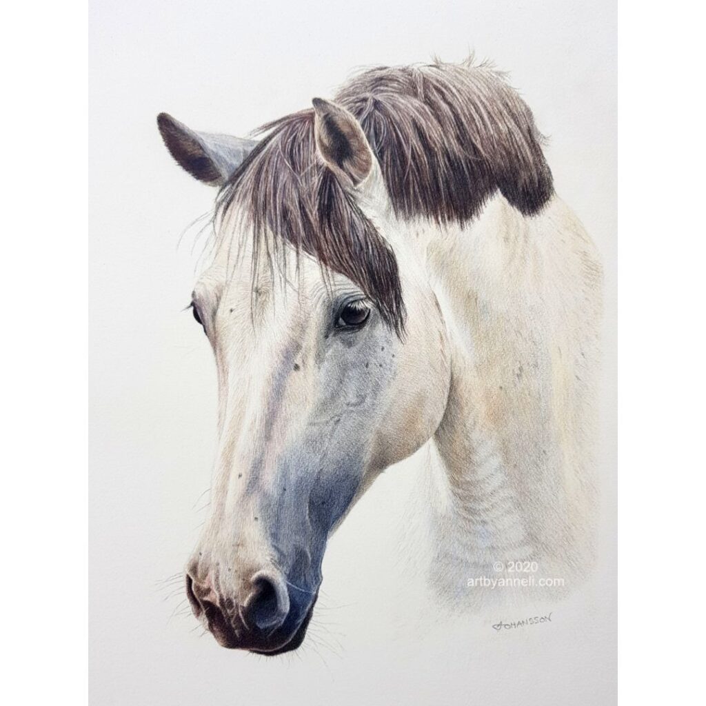 A white horse drawing by anneli johansson