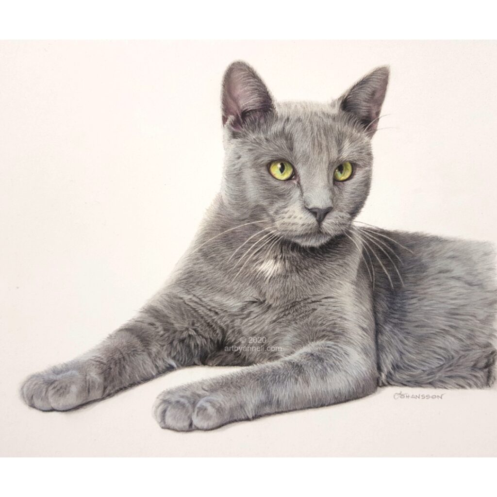Russian Blue cat colored pencil drawing