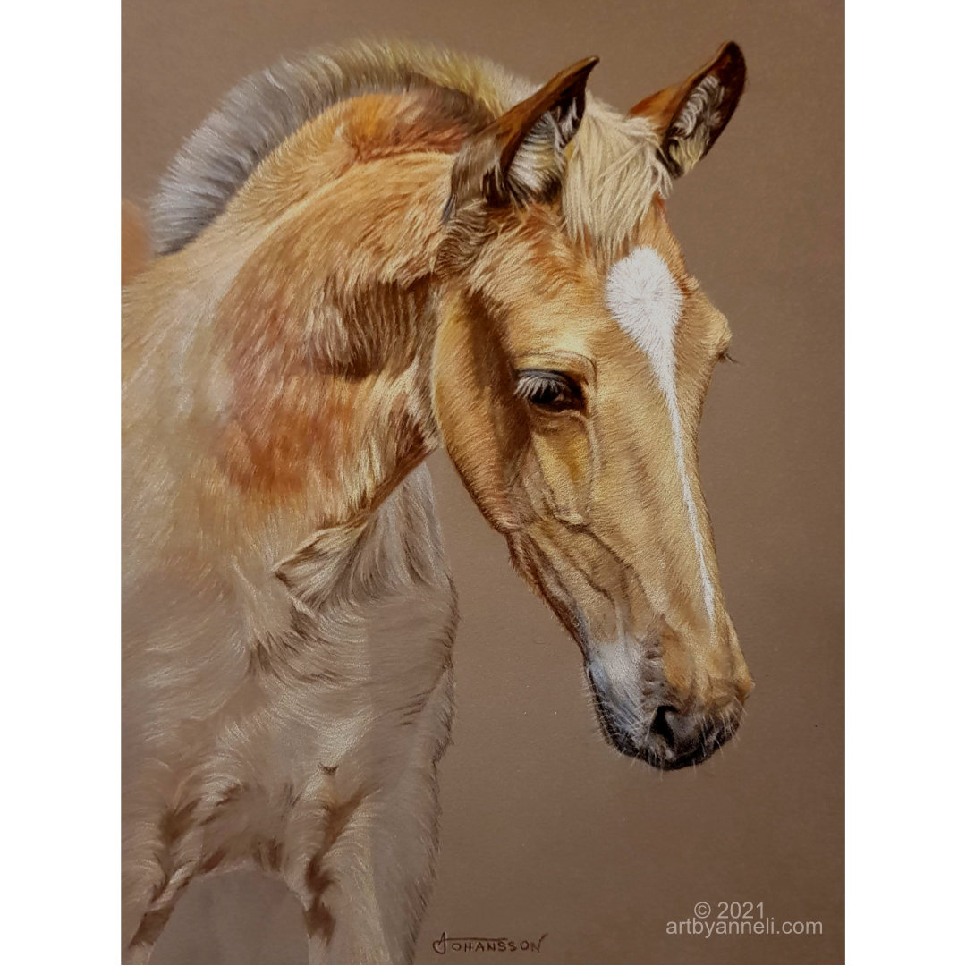 Horse portrait - colored pencils on black paper by Amayensis