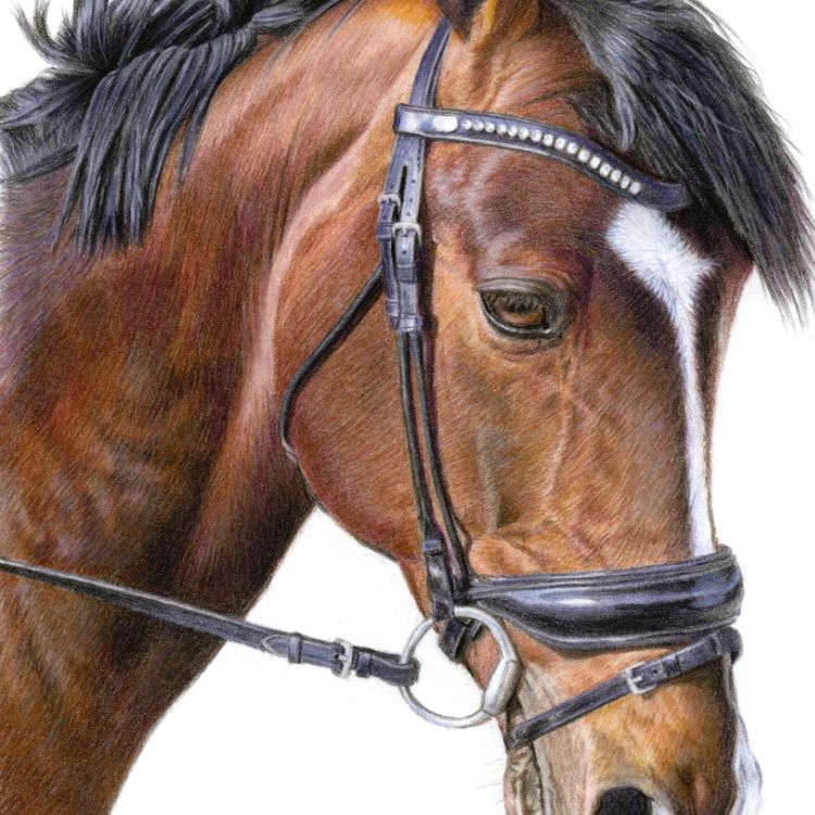 Bay horse colored pencil drawing