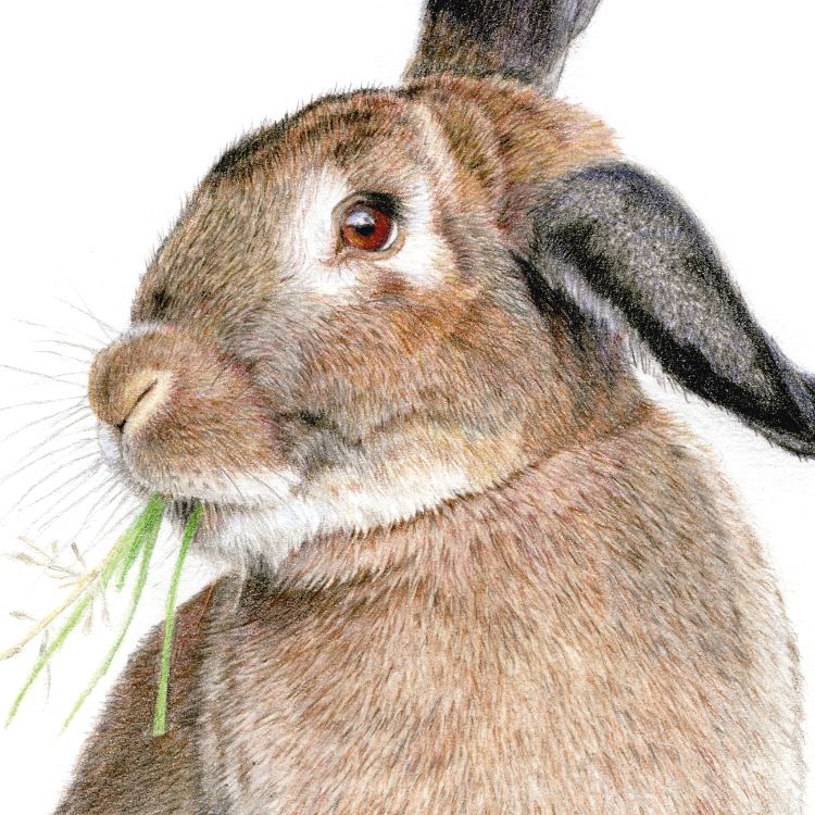 Bunny colored pencil drawing closeup