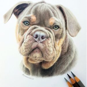 Bulldog pencil drawing