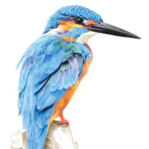 Kingfisher colored pencil drawing
