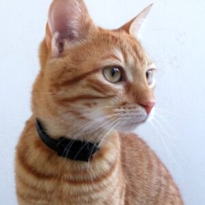 Bella orange brindle cat