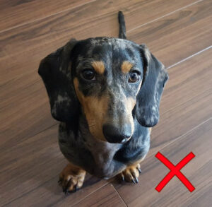 dachshund