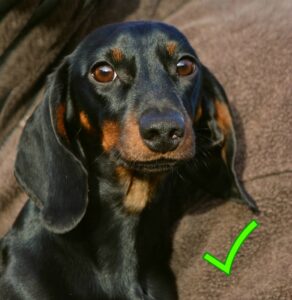 dachshund