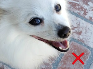 white pomeranian